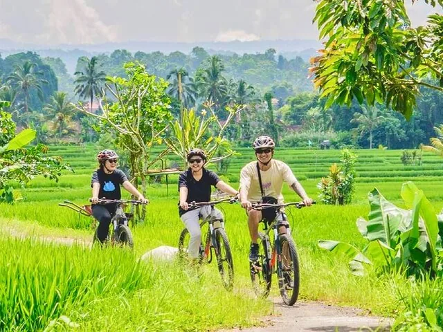 ciclistas viajan por un camino rodeado de exuberantes arrozales verdes